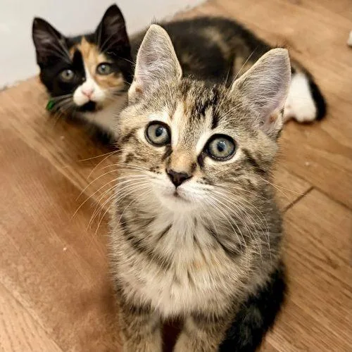 A baby small-sized female Brown / Chocolate Torbie cat named Dixie for adoption in Knoxville, TN