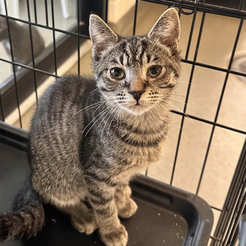 A baby small-sized female Brown / Chocolate Domestic Short Hair cat named Mowgil for adoption in Rocky Mount, VA
