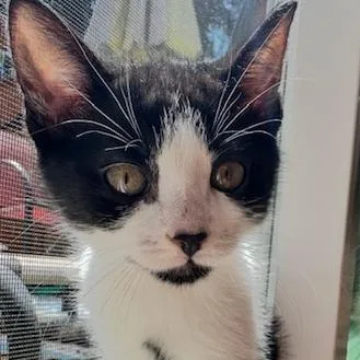 A baby small-sized male Black Domestic Short Hair cat named Maui for adoption in Estacada, OR