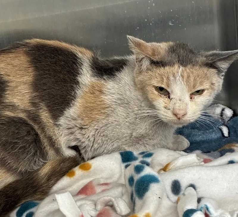 A young small-sized female Domestic Short Hair cat named Haven for adoption in Hartsville, SC