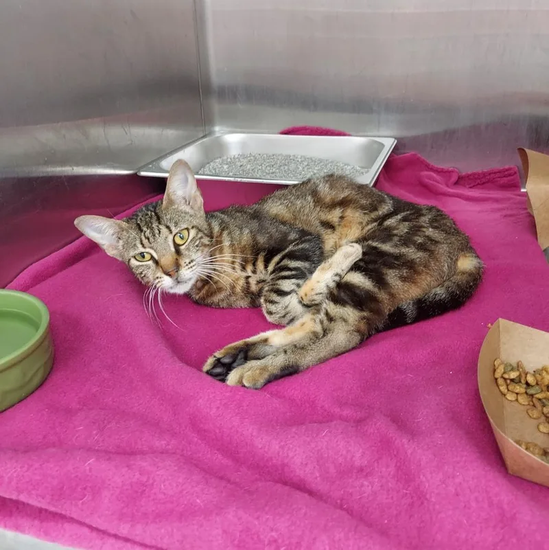 A young small-sized female Domestic Short Hair cat named Finx Sonoco for adoption in Hartsville, SC