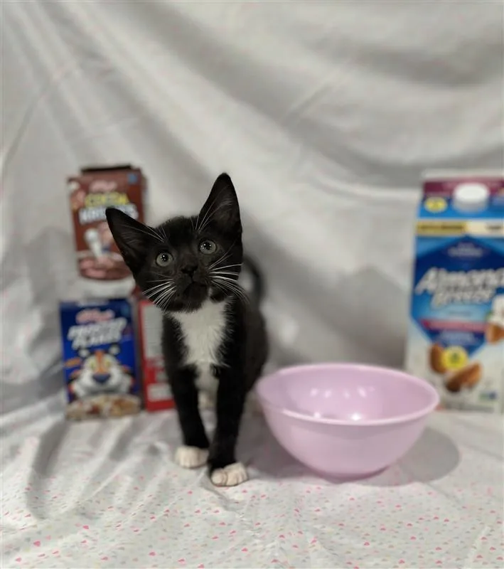 A baby medium-sized male Black & White / Tuxedo Domestic Short Hair cat named Honey Kix for adoption in Prince Frederick, MD
