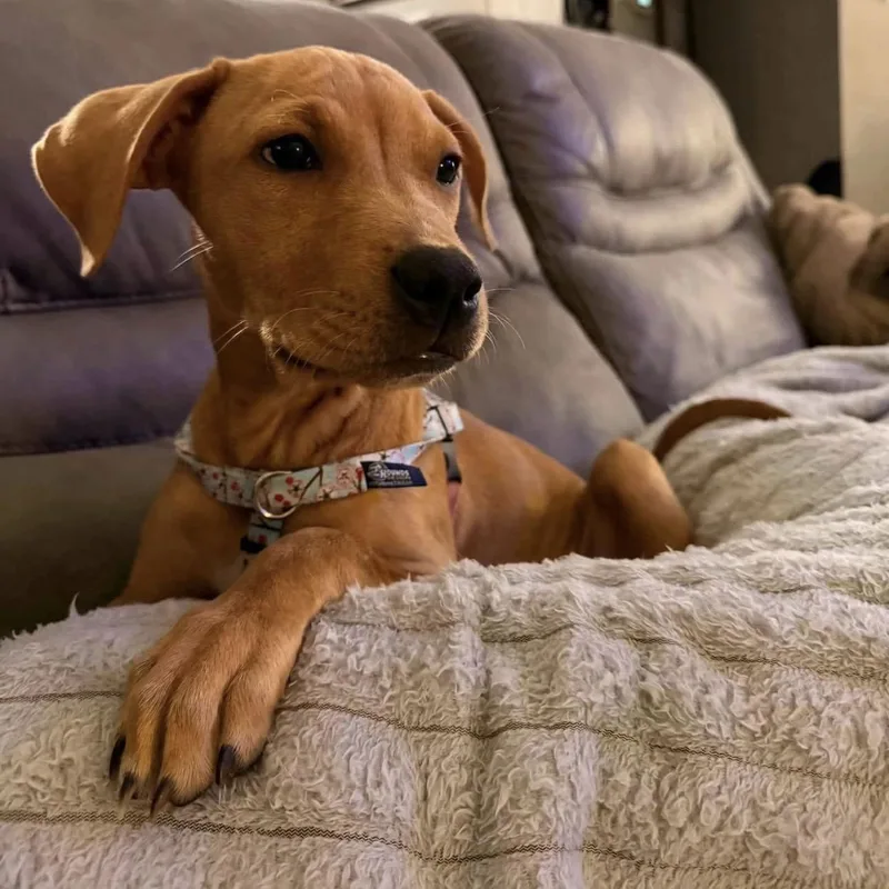 A baby medium-sized female Golden Mixed Breed dog named .June for adoption in Hillsborough, NJ