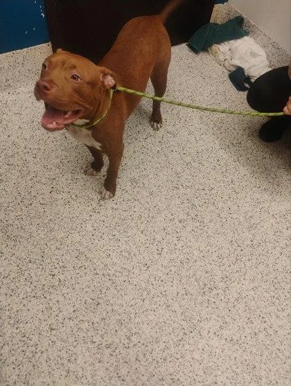 An adult large-sized female Pit Bull Terrier dog named Tifa for adoption in Atlanta, GA