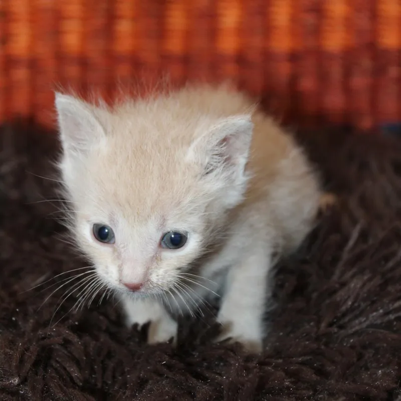 A baby small-sized male Buff / Tan / Fawn Domestic Short Hair cat named Rocket for adoption in Auburn, AL