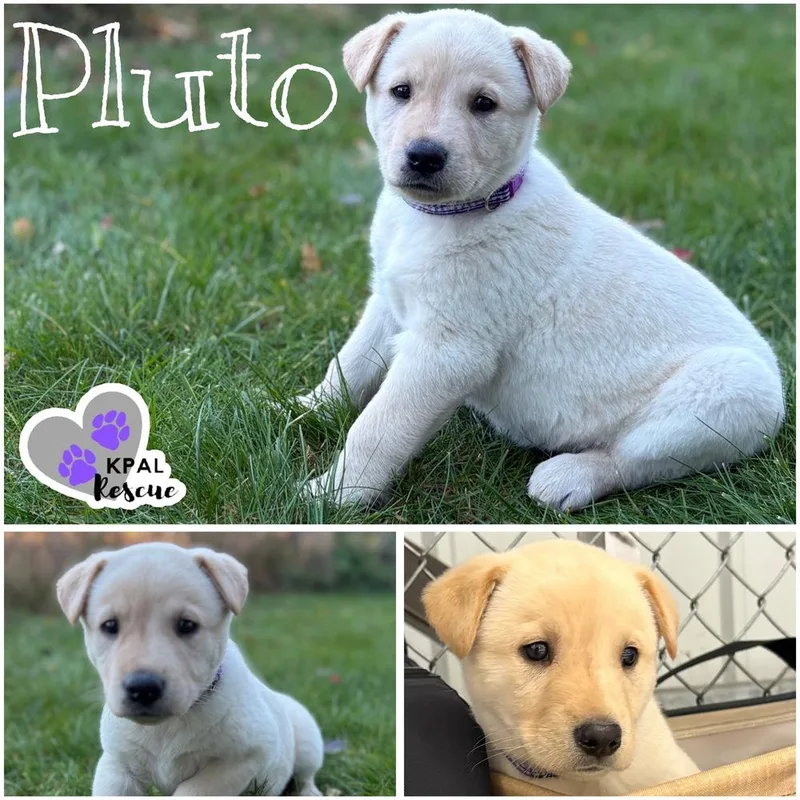 A baby large-sized female Mixed Breed dog named Pluto  Planet Litter for adoption in Kenai, AK