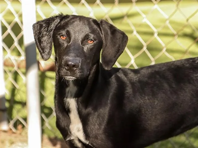 A young small-sized female Labrador Retriever dog named Patsy for adoption in Ojai, CA