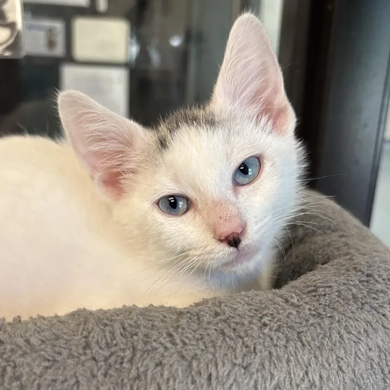 A baby small-sized male White Domestic Short Hair cat named Millenium for adoption in Naperville, IL