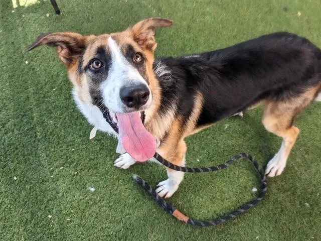 Banjo