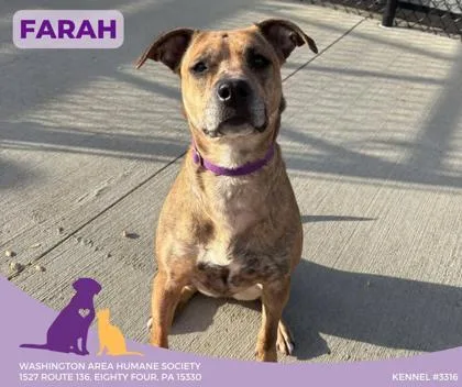 An adult medium-sized female Brindle Terrier dog named Farah for adoption in Eighty Four, PA