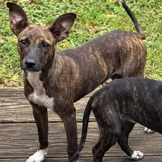 A young medium-sized male Brindle Mixed Breed dog named Radar for adoption in Bethlehem, PA