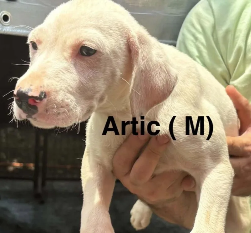 A baby medium-sized male White / Cream Labrador Retriever dog named Arctic for adoption in Parma, OH
