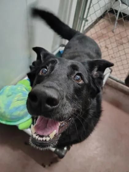 A senior medium-sized female German Shepherd Dog dog named Lucky for adoption in Aberdeen, SD