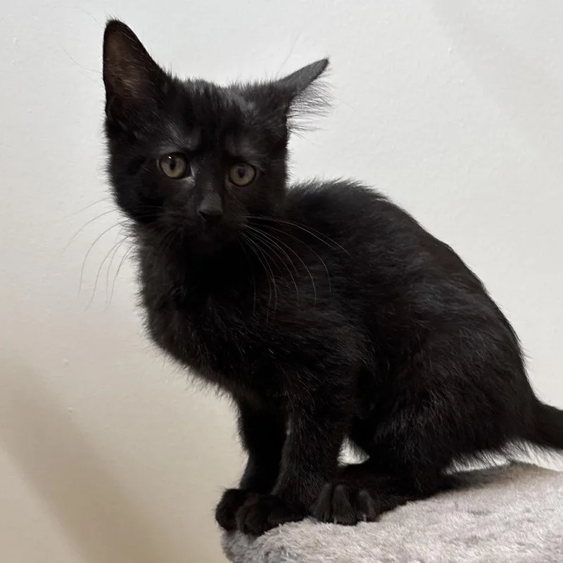 A baby small-sized female Black Domestic Short Hair cat named Lark for adoption in Naperville, IL
