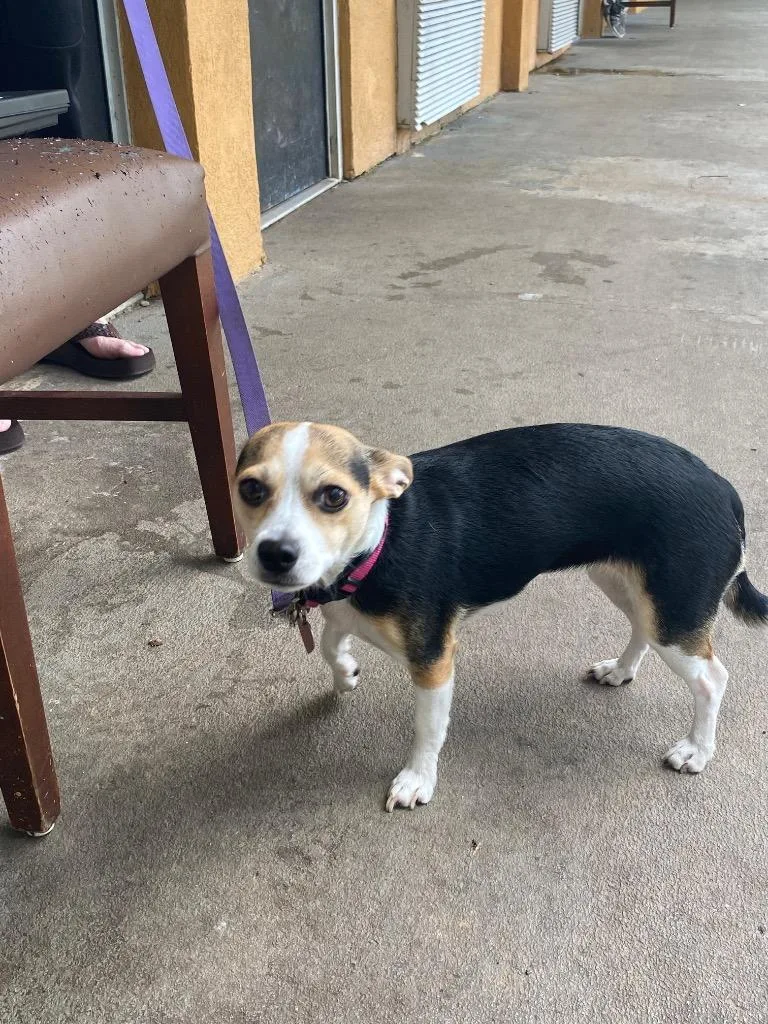 A young small-sized female Chihuahua dog named Gracie for adoption in Cartersville , GA