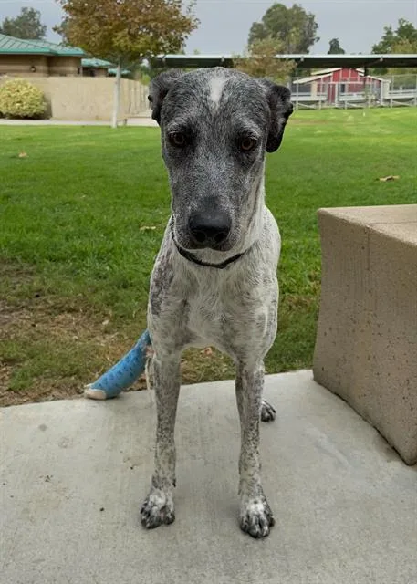 An adult small-sized female Pointer dog named May for adoption in Riverside, CA