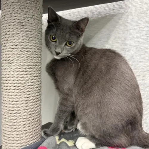 A baby small-sized female Gray & White Domestic Short Hair cat named Coolie for adoption in Tampa, FL