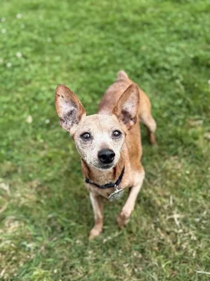 A senior small-sized male Red / Chestnut / Orange Miniature Pinscher dog named Spunky for adoption in Roseburg, OR