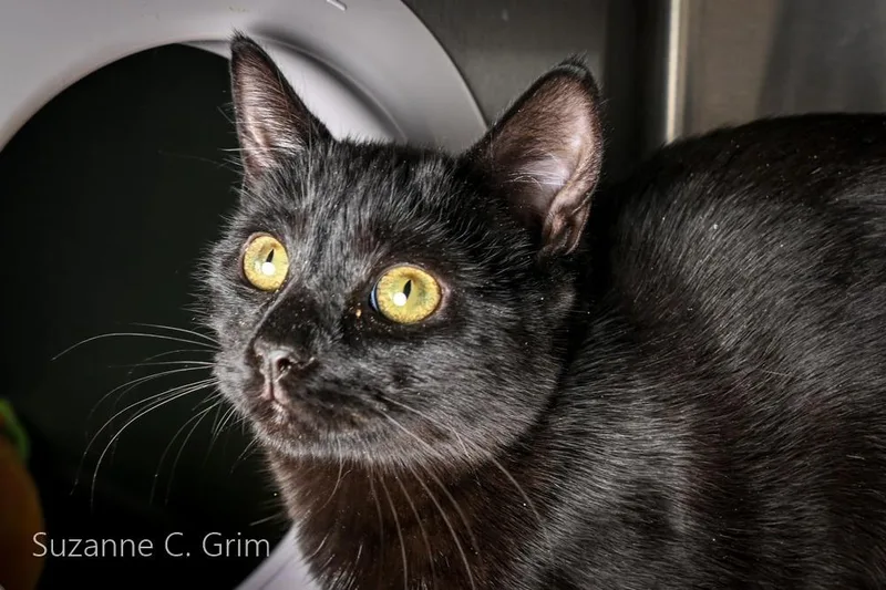 A baby medium-sized female Domestic Short Hair cat named Winnie for adoption in New Orleans, LA
