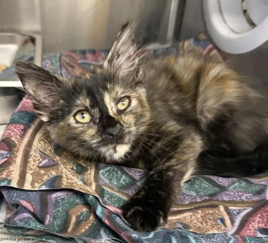 A baby medium-sized female Domestic Short Hair cat named Storm for adoption in Los Angeles, CA