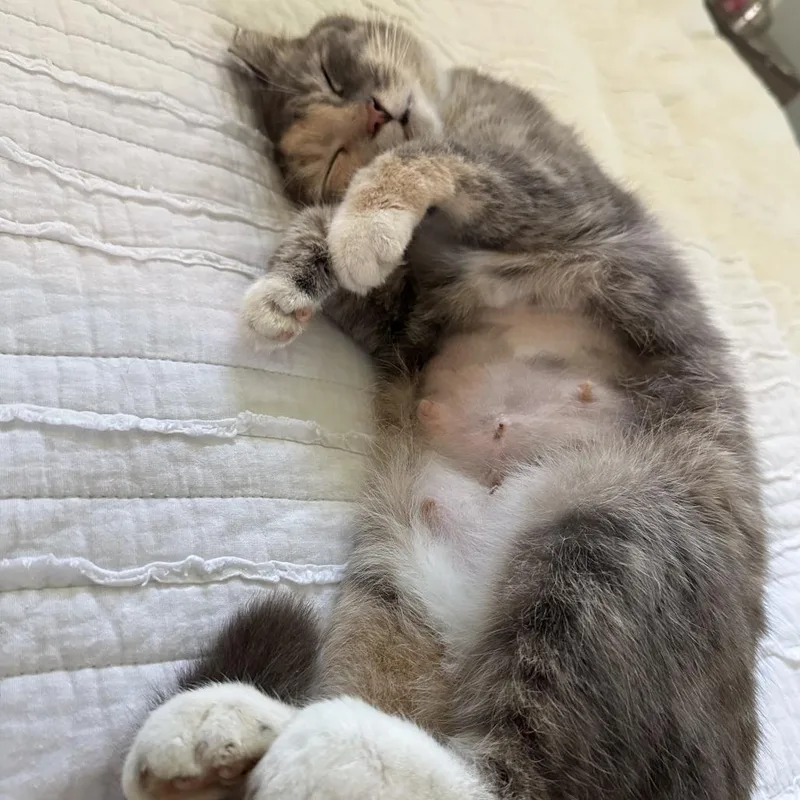 Cornflower thumbnail 2