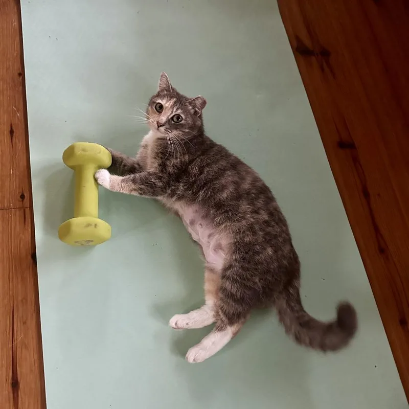 Cornflower thumbnail 3