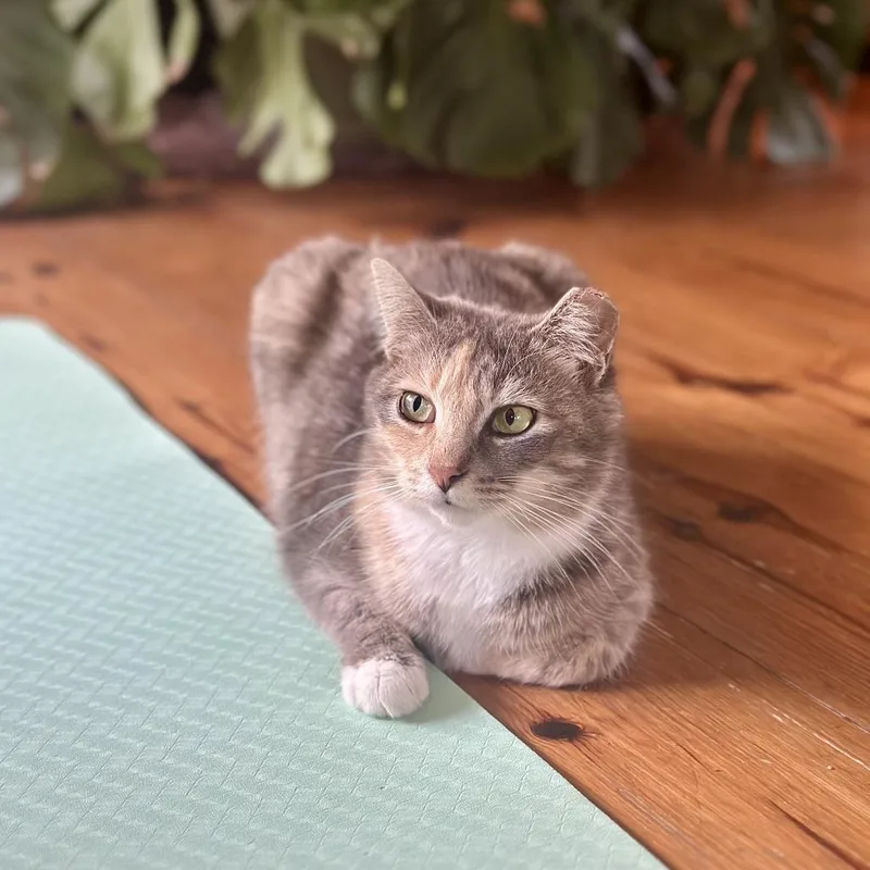 Cornflower thumbnail 4