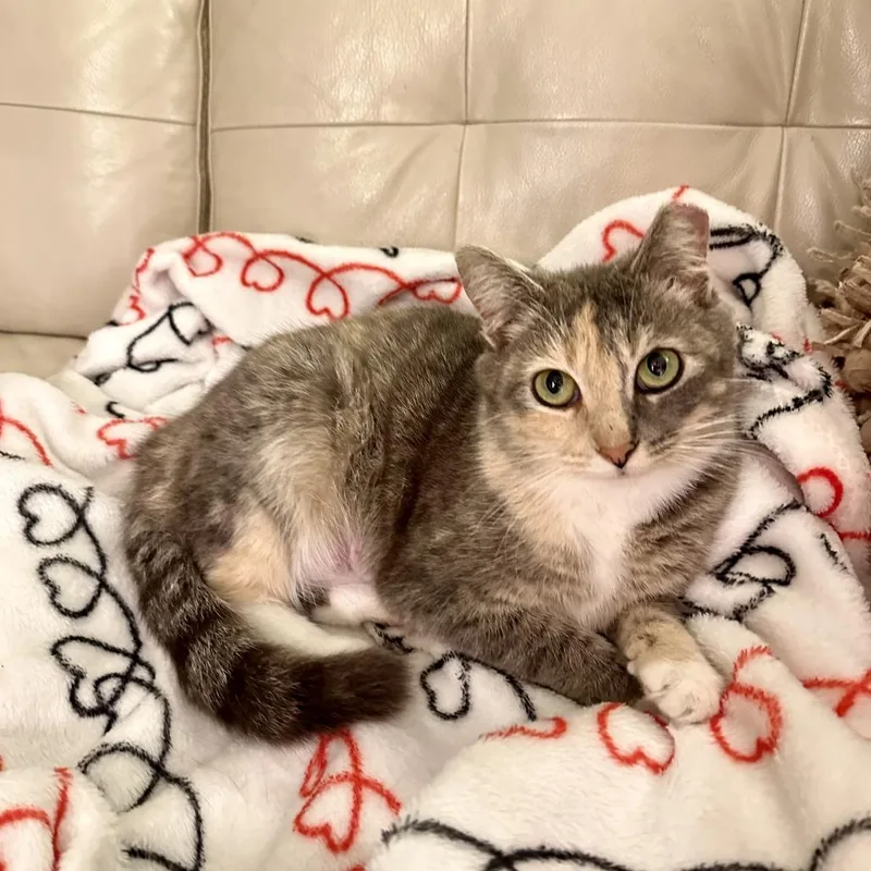 Cornflower thumbnail 6