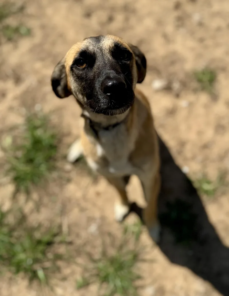 A young medium-sized male Black Belgian Shepherd / Malinois dog named Otto for adoption in Washington, MO