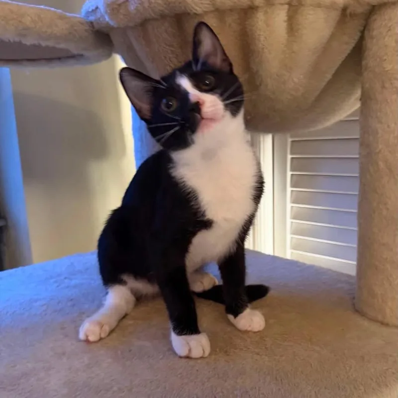 A baby small-sized male Black Domestic Short Hair cat named Jude for adoption in Long Island City, NY