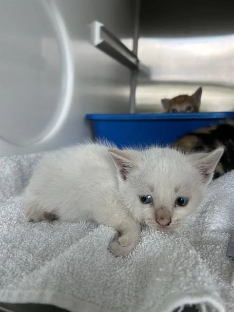 A baby small-sized male Domestic Short Hair cat named Homer for adoption in Pearland, TX