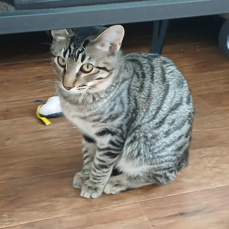 A young medium-sized male Tabby (Brown / Chocolate) Tabby cat named Manny & Moe for adoption in Sacramento, CA