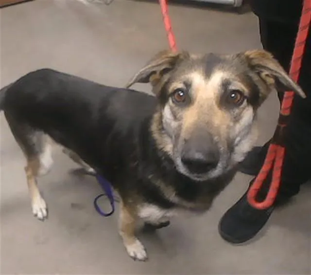 An adult large-sized female German Shepherd Dog dog named Abigail for adoption in Phoenix, AZ
