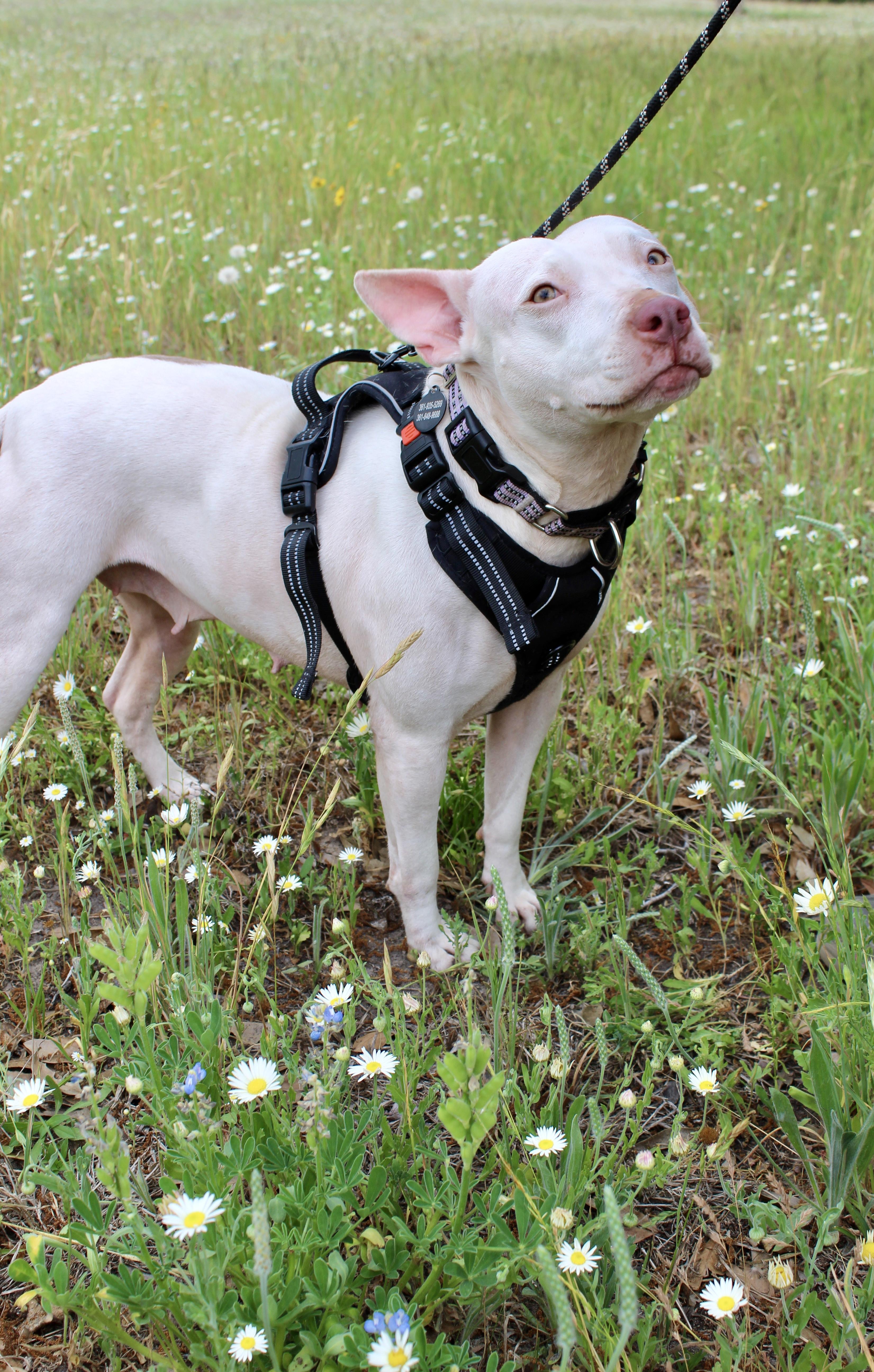 An adult medium-sized female American Staffordshire Terrier dog named Lulu for adoption in Austin, TX