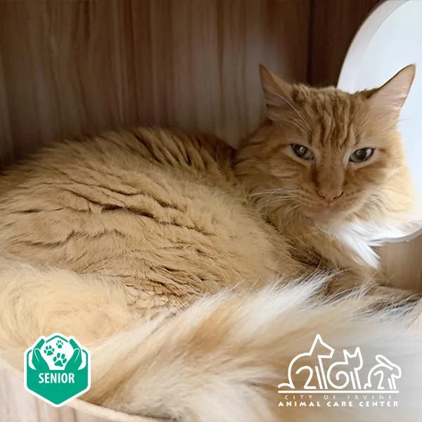 A senior medium-sized male Domestic Medium Hair cat named Zander for adoption in Irvine, CA