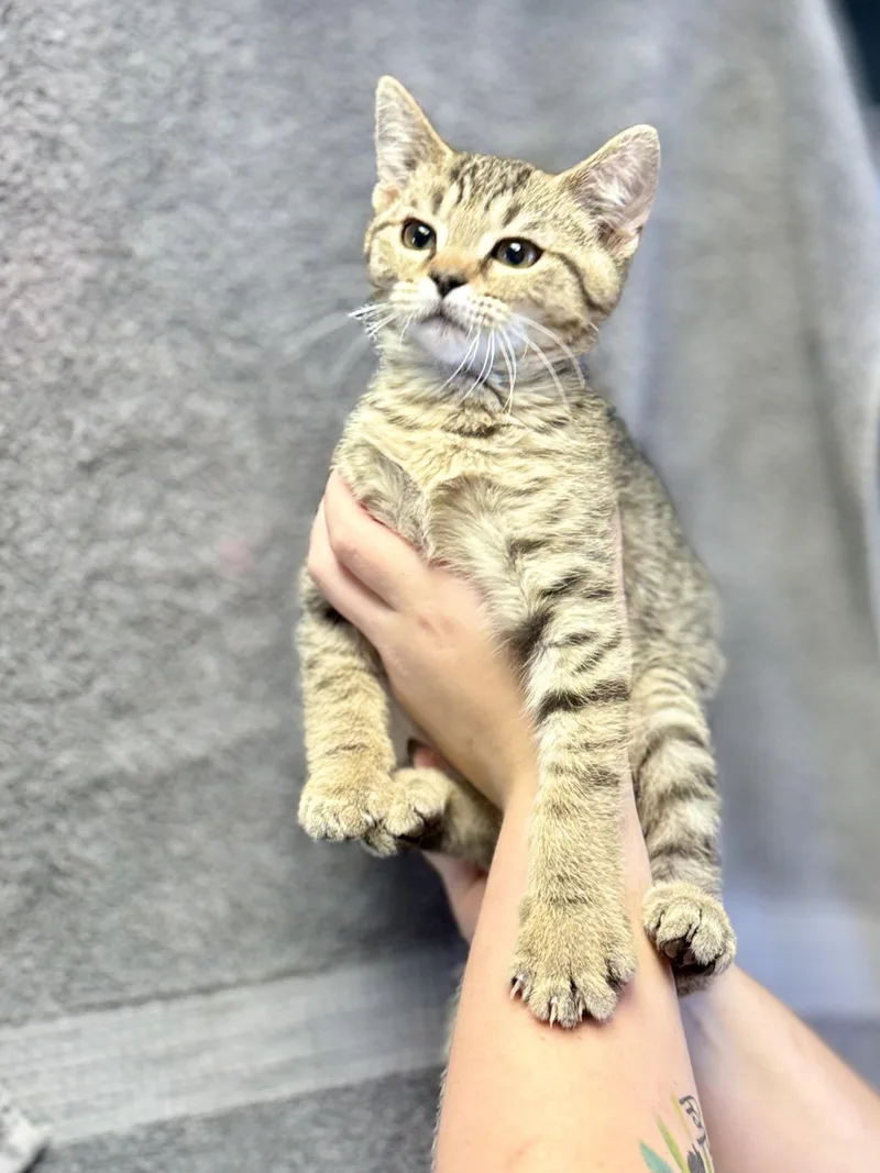 A baby medium-sized male Tabby (Brown / Chocolate) Domestic Short Hair cat named Buster Baxter for adoption in Anderson, IN