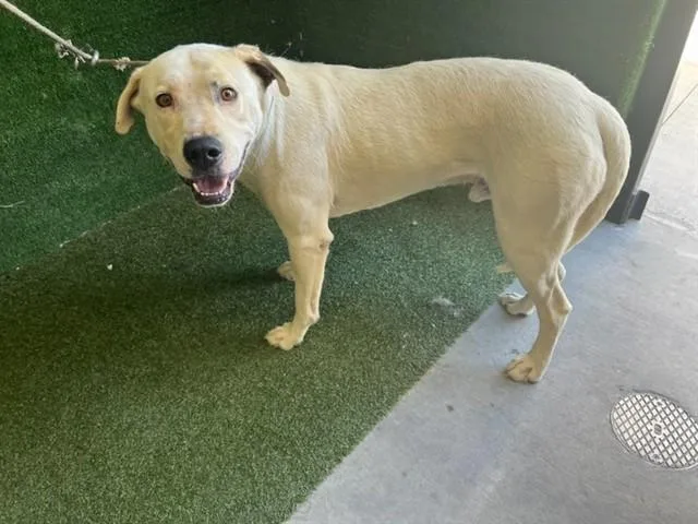 An adult large-sized male Labrador Retriever dog named Junior for adoption in Lancaster, CA