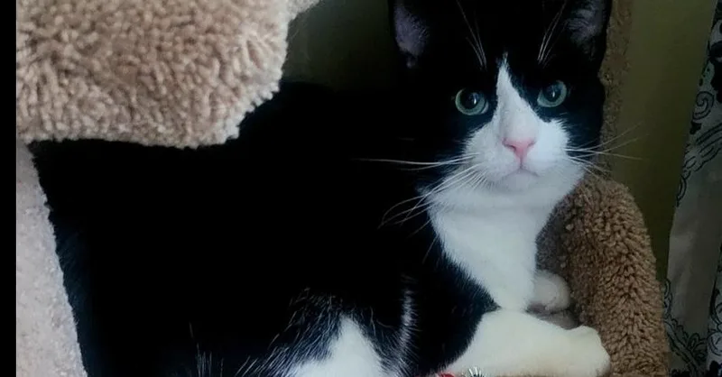 An adult medium-sized male Black & White / Tuxedo Domestic Short Hair cat named Cowboy for adoption in Wendell, NC