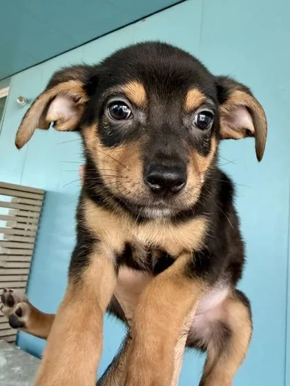 A baby small-sized female Mixed Breed dog named Ellie for adoption in New Orleans, LA
