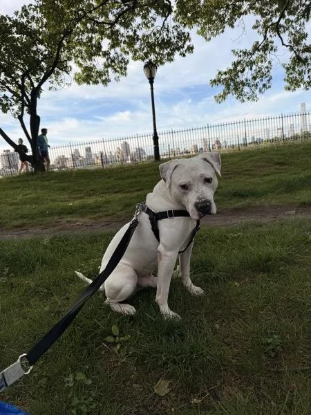 Snoopy