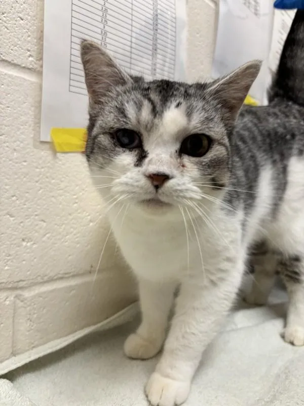 A young small-sized female Domestic Short Hair cat named Stevie Nicks for adoption in Santa Rosa, CA