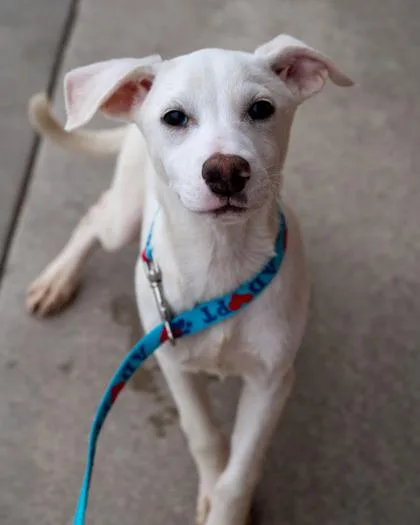 A baby medium-sized male Mixed Breed dog named Gill for adoption in Pequot Lakes, MN