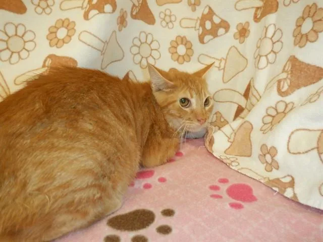 A young medium-sized male Domestic Short Hair cat named Squirt for adoption in San Jose, CA
