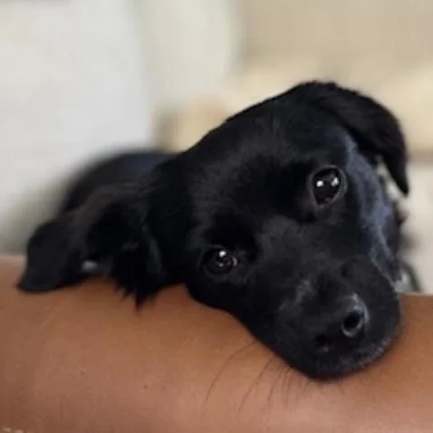 A baby small-sized female Black Poodle dog named Tootie for adoption in Norwalk, CT