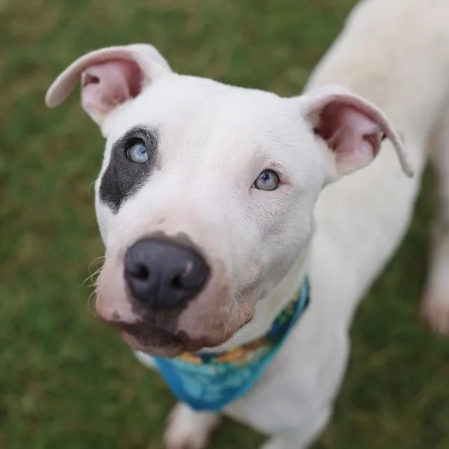 A young medium-sized male American Staffordshire Terrier dog named Patch for adoption in San Antonio, TX