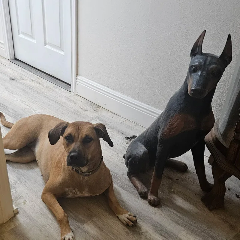 A young medium-sized female Golden Boxer dog named Honey for adoption in CORPUS CHRISTI, TX
