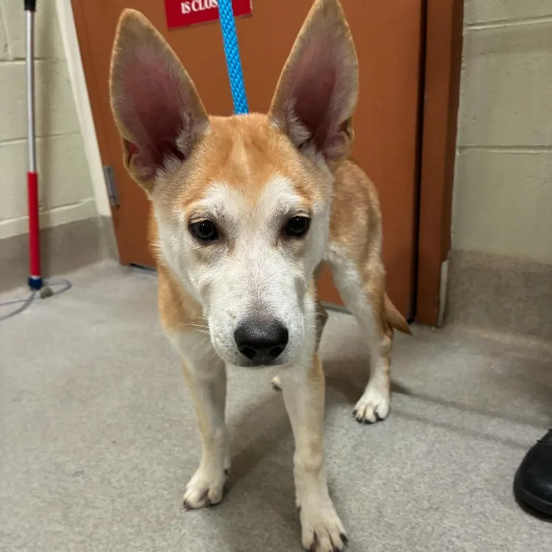 A baby medium-sized male Yellow / Tan / Blond / Fawn Husky dog named Jace for adoption in Upland, CA