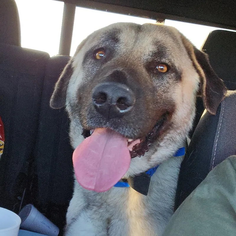 An adult extra large-sized male White / Cream Anatolian Shepherd dog named Jameson for adoption in Waggaman, LA
