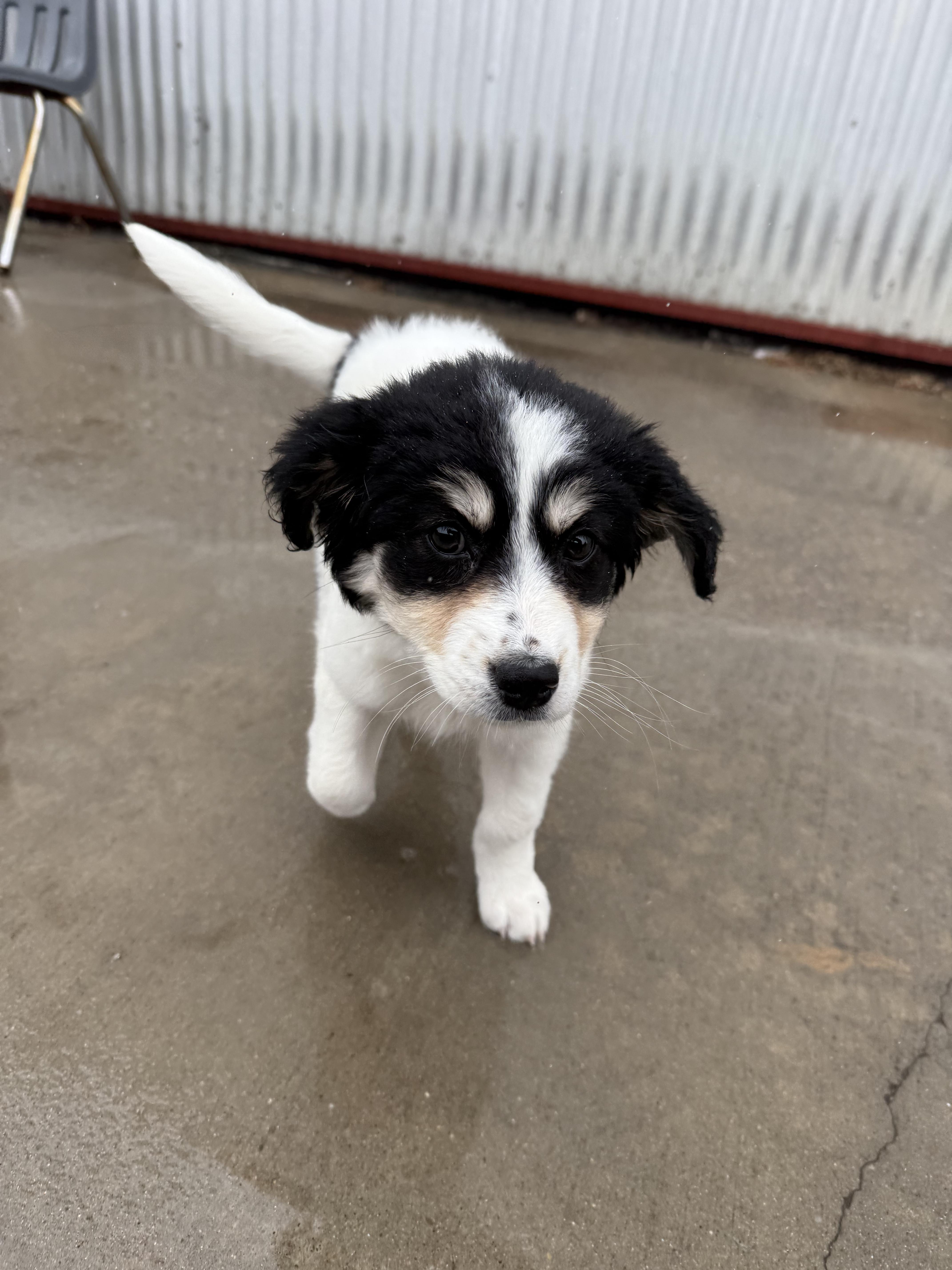 A young small-sized female Bicolor Australian Shepherd dog named Riley for adoption in Lexington, KY