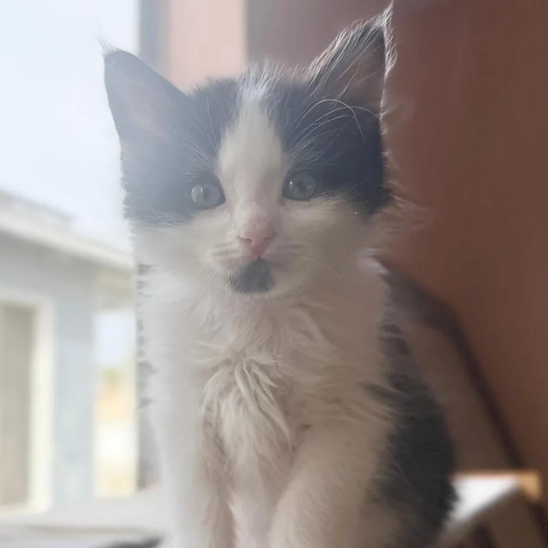 A baby small-sized male Black Domestic Medium Hair cat named Totoro for adoption in Long Beach, CA